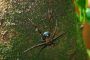 Amazonas06 - 435 * Spider.